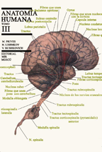Anatomia Humana Pdf Descargar